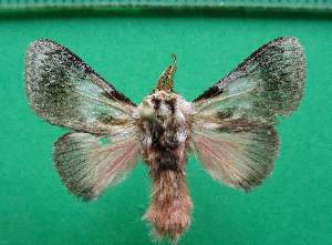  (Aidos perfuse - KLM Lep 12749)  @13 [ ] CreativeCommons - Attribution Non-Commercial Share-Alike (2018) Christian Wieser Landesmuseum K&auml;rnten