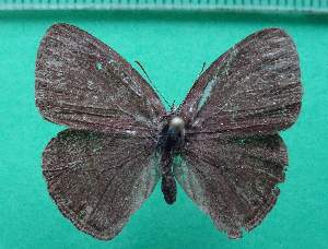  ( - KLM Lep 13142)  @12 [ ] CreativeCommons - Attribution Non-Commercial Share-Alike (2018) Christian Wieser Landesmuseum Kärnten