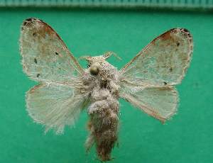  (Tolype lasthenioides - KLM Lep 13204)  @13 [ ] CreativeCommons - Attribution Non-Commercial Share-Alike (2018) Christian Wieser Landesmuseum K&auml;rnten