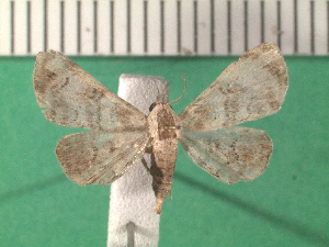  (Synomera alcis - KLM Lep 14172)  @13 [ ] CreativeCommons - Attribution Non-Commercial Share-Alike (2018) Christian Wieser Landesmuseum K&auml;rnten