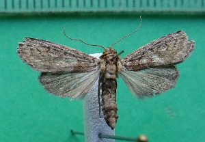  ( - KLM Lep 14177)  @11 [ ] CreativeCommons - Attribution Non-Commercial Share-Alike (2018) Christian Wieser Landesmuseum K&auml;rnten