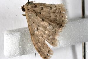  ( - 05-NSW-00886)  @12 [ ] CreativeCommons - Attribution (2010) CBG Photography Group Centre for Biodiversity Genomics