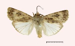  ( - AM 2123)  @14 [ ] CreativeCommons - Attribution (2010) CBG Photography Group Centre for Biodiversity Genomics