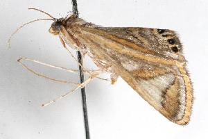  ( - 06-NSWE-00583)  @12 [ ] CreativeCommons - Attribution (2010) CBG Photography Group Centre for Biodiversity Genomics