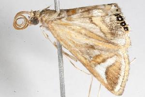  ( - 06-NSWE-00621)  @12 [ ] CreativeCommons - Attribution (2010) CBG Photography Group Centre for Biodiversity Genomics