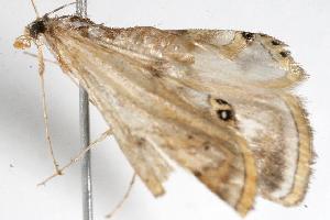  ( - 06-NSWE-00624)  @12 [ ] CreativeCommons - Attribution (2010) CBG Photography Group Centre for Biodiversity Genomics