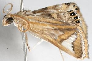  ( - 06-NSWE-00627)  @12 [ ] CreativeCommons - Attribution (2010) CBG Photography Group Centre for Biodiversity Genomics