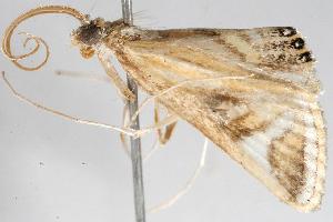  ( - 06-NSWE-00628)  @12 [ ] CreativeCommons - Attribution (2010) CBG Photography Group Centre for Biodiversity Genomics