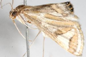  ( - 06-NSWE-00629)  @12 [ ] CreativeCommons - Attribution (2010) CBG Photography Group Centre for Biodiversity Genomics