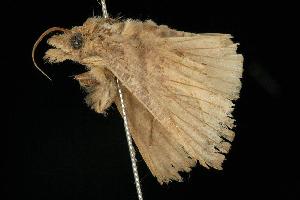  ( - 06-NSWE-00734)  @12 [ ] CreativeCommons - Attribution (2010) CBG Photography Group Centre for Biodiversity Genomics