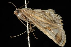  ( - 06-NSWE-01044)  @12 [ ] CreativeCommons - Attribution (2010) CBG Photography Group Centre for Biodiversity Genomics