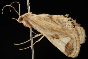  ( - 06-NSWE-01093)  @12 [ ] CreativeCommons - Attribution (2010) CBG Photography Group Centre for Biodiversity Genomics