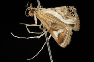  ( - 06-NSWE-01116)  @12 [ ] CreativeCommons - Attribution (2010) CBG Photography Group Centre for Biodiversity Genomics