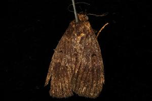  ( - 06-NSWE-01125)  @13 [ ] CreativeCommons - Attribution (2010) CBG Photography Group Centre for Biodiversity Genomics