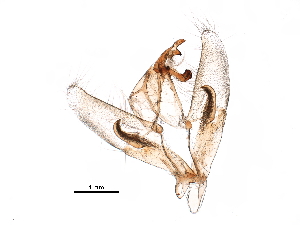  ( - 06-NSWE-01221)  @11 [ ] CreativeCommons - Attribution (2018) CBG Photography Group Centre for Biodiversity Genomics