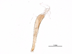  ( - 06-NSWE-01221)  @11 [ ] CreativeCommons - Attribution (2018) CBG Photography Group Centre for Biodiversity Genomics