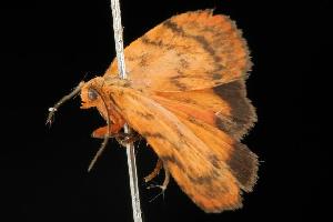  ( - 06-NSWE-01366)  @13 [ ] CreativeCommons - Attribution (2010) CBG Photography Group Centre for Biodiversity Genomics