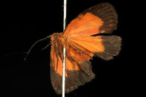  ( - 06-NSWE-01589)  @13 [ ] CreativeCommons - Attribution (2010) CBG Photography Group Centre for Biodiversity Genomics