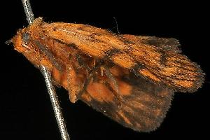  ( - 06-NSWE-01688)  @13 [ ] CreativeCommons - Attribution (2010) CBG Photography Group Centre for Biodiversity Genomics