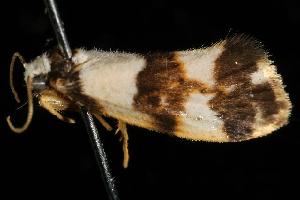  ( - 06-NSWE-01859)  @12 [ ] CreativeCommons - Attribution (2010) CBG Photography Group Centre for Biodiversity Genomics