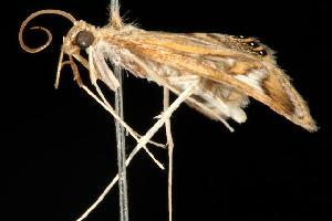  ( - 06-NSWE-02255)  @12 [ ] CreativeCommons - Attribution (2010) CBG Photography Group Centre for Biodiversity Genomics