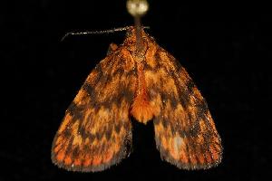  ( - 06-NSWE-02268)  @13 [ ] CreativeCommons - Attribution (2010) CBG Photography Group Centre for Biodiversity Genomics