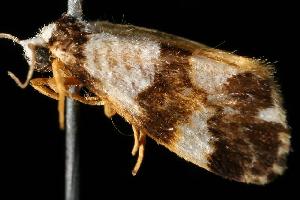  ( - 06-NSWE-02276)  @12 [ ] CreativeCommons - Attribution (2010) CBG Photography Group Centre for Biodiversity Genomics