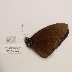 (Euploea mulciber - AVM1215)  @11 [ ] CreativeCommon (2018) Markus Franzen Linnaeus university