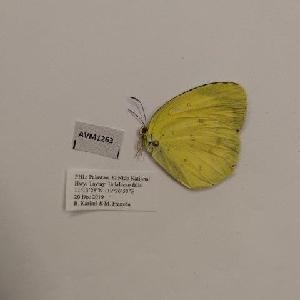  (Eurema blanda vallivolans - AVM1263)  @11 [ ] CreativeCommon (2018) Markus Franzen Linnaeus university