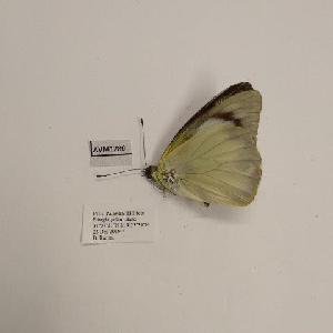  (Appias albina agatha - AVM1280)  @11 [ ] CreativeCommon (2018) Markus Franzen Linnaeus university