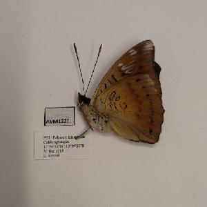  (Euthalia aconthea - AVM1321)  @11 [ ] CreativeCommon (2018) Markus Franzen Linnaeus university