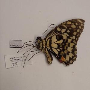  (Papilio demoleus libanius - AVM1365)  @11 [ ] CreativeCommon (2018) Markus Franzen Linnaeus university
