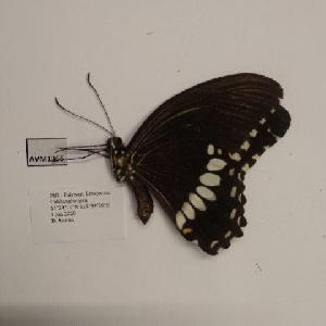  (Papilio polytes ledebouria - AVM1366)  @11 [ ] CreativeCommon (2018) Markus Franzen Linnaeus university
