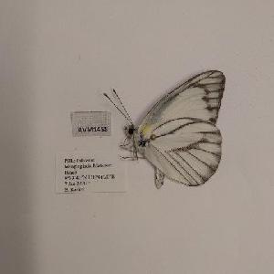  (Appias libythea peducaea - AVM1458)  @11 [ ] CreativeCommon (2018) Markus Franzen Linnaeus university
