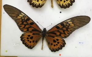  (Papilio antimachus - AVM541)  @13 [ ] CreativeCommons - Attribution Non-Commercial Share-Alike (2018) Markus Franzen Linnaeus university