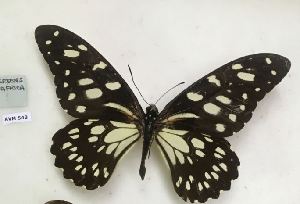  (Papilio rex - AVM543)  @11 [ ] CreativeCommons - Attribution Non-Commercial Share-Alike (2018) Markus Franzen Linnaeus university