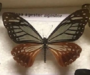  (Papilio agestor agestor - AVM_16)  @11 [ ] CreativeCommons - Attribution Non-Commercial Share-Alike (2017) Markus Franzen Linnaeus university
