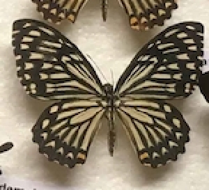  (Papilio clytia clytia - AVM_20)  @12 [ ] CreativeCommons - Attribution Non-Commercial Share-Alike (2017) Markus Franzen Linnaeus university