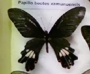  (Papilio bootes xamunuensis - AVM_32)  @11 [ ] CreativeCommons - Attribution Non-Commercial Share-Alike (2017) Markus Franzen Linnaeus university