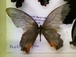  (Papilio protenor euprotenor - AVM_33)  @11 [ ] CreativeCommons - Attribution Non-Commercial Share-Alike (2017) Markus Franzen Linnaeus university