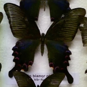  (Papilio bianor gladiator - AVM_43)  @11 [ ] CreativeCommons - Attribution Non-Commercial Share-Alike (2017) Markus Franzen Linnaeus university
