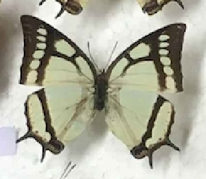  (Polyura narcaeus - AVM_206)  @11 [ ] CreativeCommons - Attribution Non-Commercial Share-Alike (1935) Markus Franzen Linnaeus university
