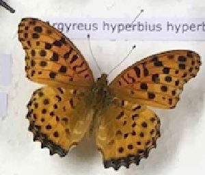  (Argyreus hyperbius hyperbius - AVM_216)  @11 [ ] CreativeCommons - Attribution Non-Commercial Share-Alike (1945) Markus Franzen Linnaeus university