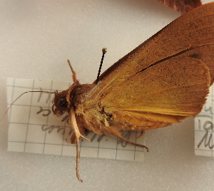  ( - 17_FAZS_146)  @12 [ ] CreativeCommons - Attribution Non-Commercial Share-Alike (2017) Markus Franzen Linnaeus university