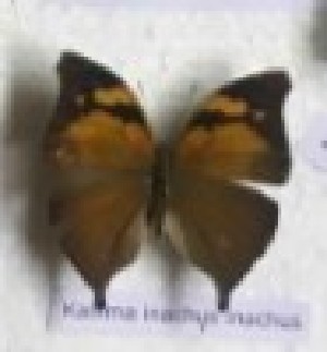  (Doleschallia bisaltidae continentalis - AVM_315)  @11 [ ] CreativeCommons - Attribution Non-Commercial Share-Alike (2017) Markus Franzen Linnaeus university