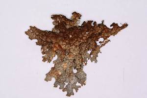  ( - LOB_10)  @11 [ ] Copyright (2013) Unspecified Institute Cor Tropical Biology and Conservation