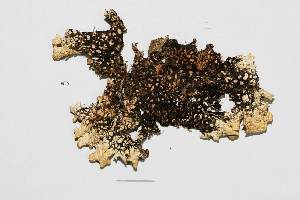  ( - LOB_27)  @11 [ ] Copyright (2014) Unspecified Institute Cor Tropical Biology and Conservation