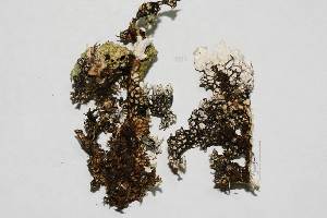  (Lobaria isidiophora - LOB_35)  @11 [ ] Copyright (2014) Unspecified Institute Cor Tropical Biology and Conservation
