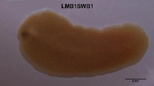  ( - LMB1SWB2-001)  @12 [ ] Unspecified (default): All Rights Reserved (2012) Unspecified Unspecified