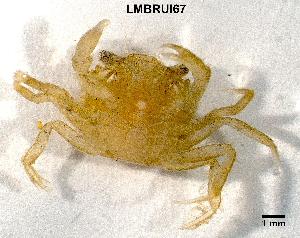  ( - LMBRUI3-001)  @13 [ ] Unspecified (default): All Rights Reserved (2012) Unspecified Unspecified